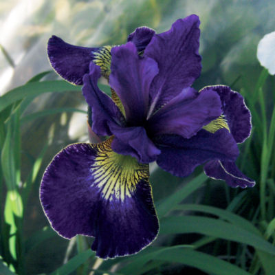 Iris sibirica 'Golden Edge'