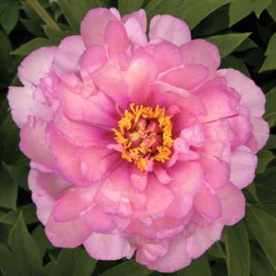 Paeonia 'First Arrival': null
