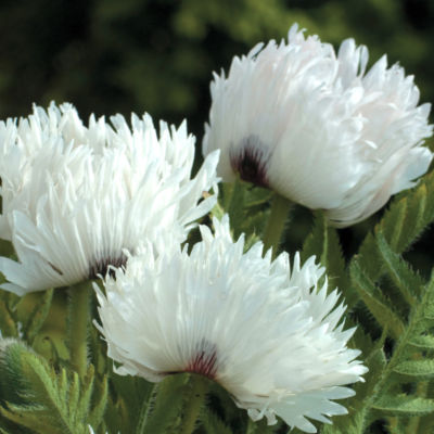 Papaver orientale 'White Ruffles' PP#18,643: null