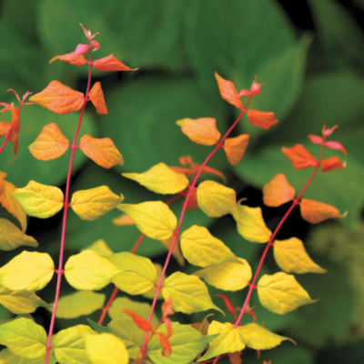 Kolkwitzia  Dream Catcher<TM>: Upright shrub 6 to 9 feet tall, 4 to 6 feet wide, with pink blooms and foliage that is bright copper in spring, yellow in summer, and golden-orange in fall.