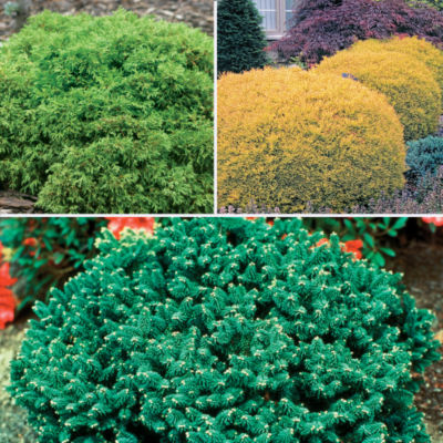 Dwarf Conifer Collection