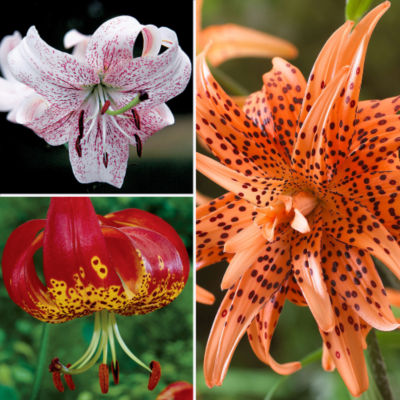 Speckled Lily Collection (3 bulbs)