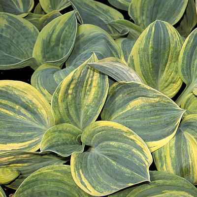 Hosta  'Ice Age Trail': A foliage plant with heart-shaped leaves that open blue-green streaked with yellow, maturing to dark green streaked with white, plus creamy flowers. 16 inches high, 3 feet wide.