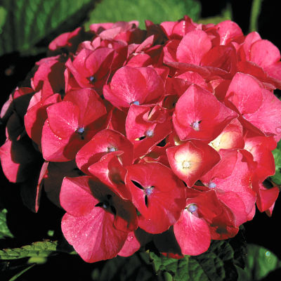 Hydrangea macrophylla 'Masja': 6-inch mophead blooms range from bright magenta to rich plum on a compact, 3- to 4-foot tall and wide shrub.