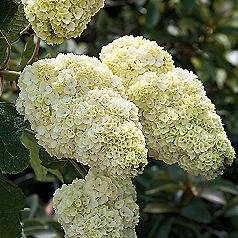 Hydrangea quercifolia 'Vaughn's Lillie' PP#12,982: 10- to 12-inch double-flowered trusses of creamy-white on shrubs 4 to 6 feet high and wide.