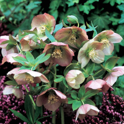 Helleborus x hybridus: 2- to 2 1/2-inch single blooms with a ring of green at the center and a prominent central cone with a radius of long, thin, creamy anthers.