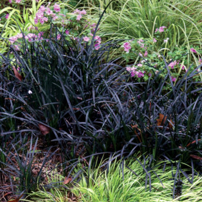 Black Mondo Grass