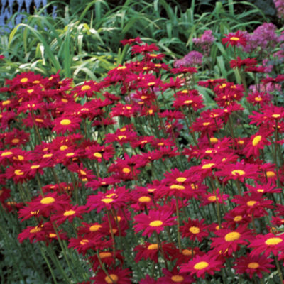 Wayside Gardens Pyrethrum 'James Kelway' - This perennial Painted Daisy (Tanacetum) has bright red daisies with large yellow centers.