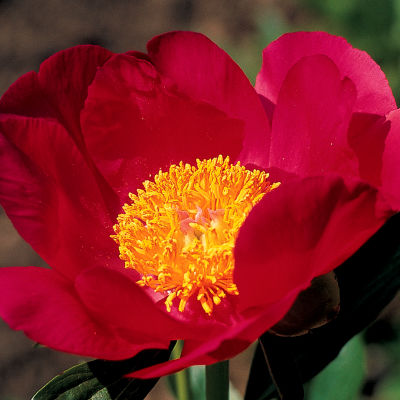 Paeonia 'Scarlet O'Hara'