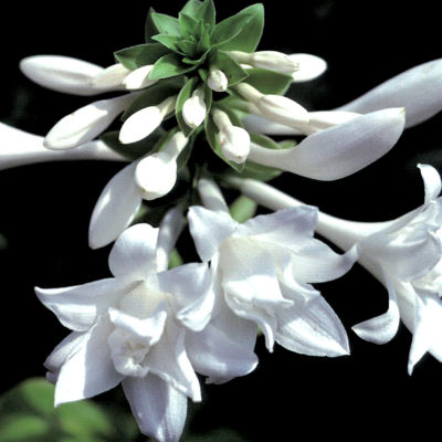 Hosta 'Aphrodite': 3-inch, double white blooms atop a glossy green-leaved foliage plant.