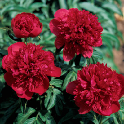 Paeonia Red Charm