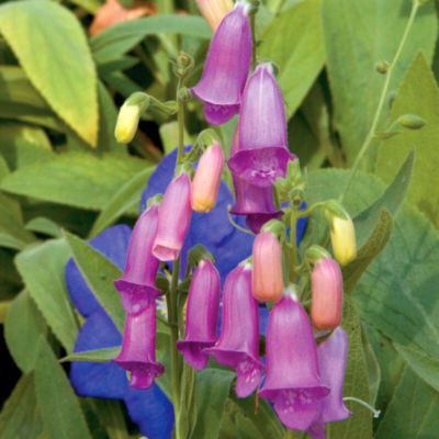 Digitalis Spanish  Peaks<REG>: 2-inch bell-shaped blooms of raspberry-rose along 1-foot spike atop plants 18 inches tall and wide.