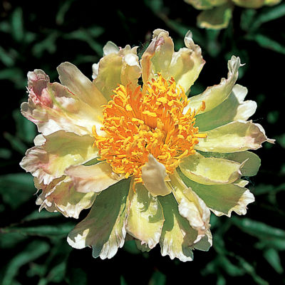 Paeonia Green Lotus