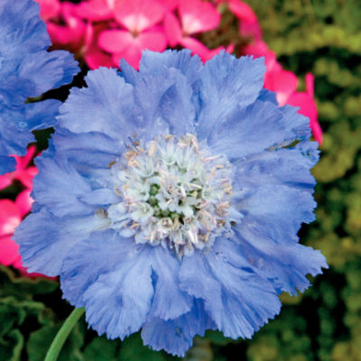 Scabiosa 'Deep Waters': Single 2- to 3-inch blooms of lavender-blue with a central boss of pink anthers on plants 18 to 24 inches tall, 24 inches wide.