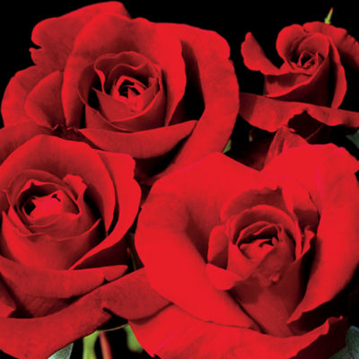 Growing Red Roses