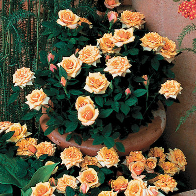 Growing Roses in Pot