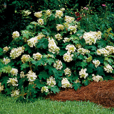 Hydrangea quercifolia 'Pee Wee': 'Pee Wee' reaches 4 feet tall and 3 feet wide with elongated panicles of white flowers. Foliage turns chocolate-burgundy in fall.