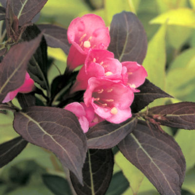 Weigela Wine and Roses<REG> PP#10,772: Rich, burgundy-purple foliage shimmers in the sun and is topped off by 1 to 1 1/2-inch pinkish-rose flowers in early summer.
