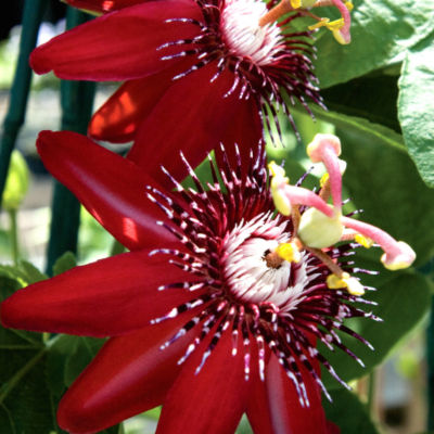 A Dwarf Passiflora