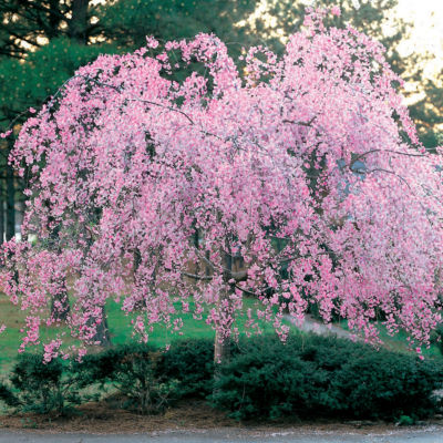 Prunus 'Pendula Plena Rosea': Pendula Plena Rosea is 10 to 15 feet high and wide with weeping habit and fully-double, rosy-pink flowers against fine-textured foliage.