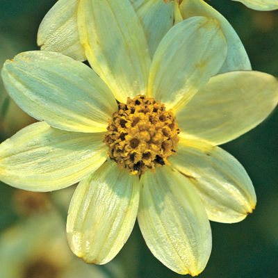 Coreopsis 'Moonray' PPAF