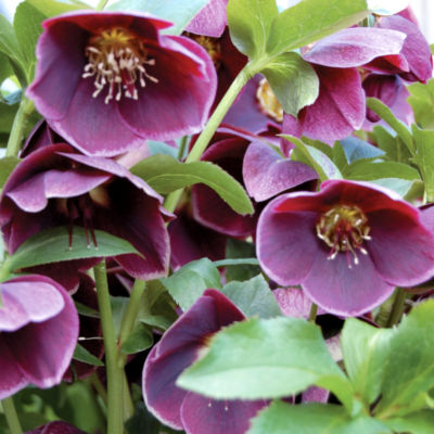 Helleborus Winter Jewels? Purple/Pink Edge