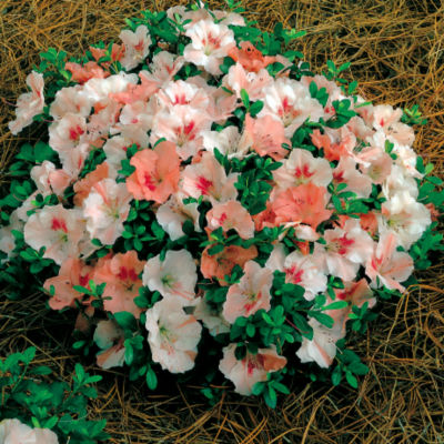 Azalea 'Hilda Niblett': Hilda Niblett has turtle-shaped habit with 4-inch, pink flowers marked in deeper pink and small green foliage. Plant is 1 foot by 3 to 4 feet