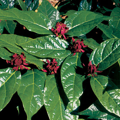 Calycanthus floridus 'Michael Lindsey'
