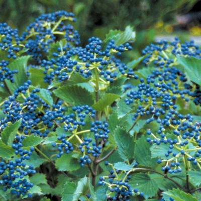 This lovely native shrub is a colorful garden presence your-round, attracting birds and compliments alike! Just the right size for a foundation planting or specimen, it offers white blooms, rich autumn foliage of red and yellow, and bright blue berries that can last all winter.
