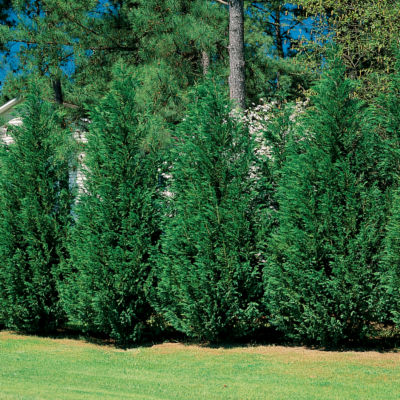 x Cupressocyparis leylandii: Evergreen Leyland Cypress is 30 feet by 10 feet with dense foliage
