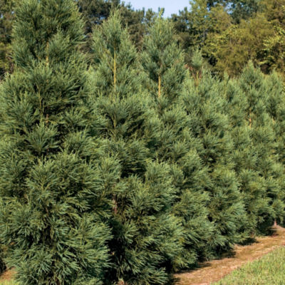 Cryptomeria 'Radicans': An evergreen Conifer 40 to 45 feet tall, 20 feet wide.