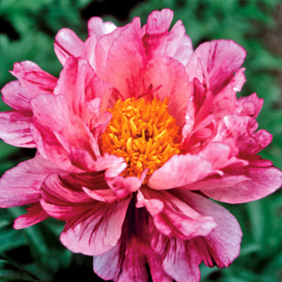 Paeonia 'Circus Circus'