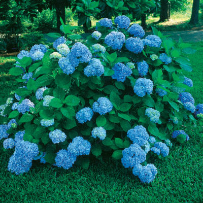 Hydrangea Nikko Blue