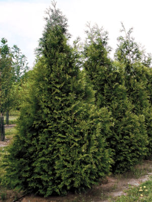 Thuja 'Steeplechase' PP#16,094: 40-foot-tall, 8-foot-wide evergreen conifer with feathery foliage and a dense, pyramidal habit.