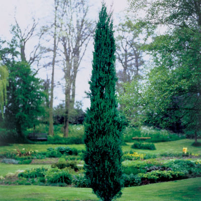 Juniperus 'Skyrocket': Featuring rich blue foliage, Skyrocket reaches a height of 15 feet in 10 to 12 years.