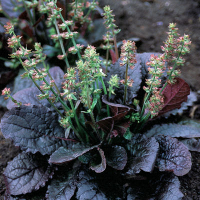 Salvia 'Purple Knockout': Small lavender-to-white blooms on long, slender stems above large, chocolate-brown to burgundy foliage on plants 18 inches tall, 12 inches wide.