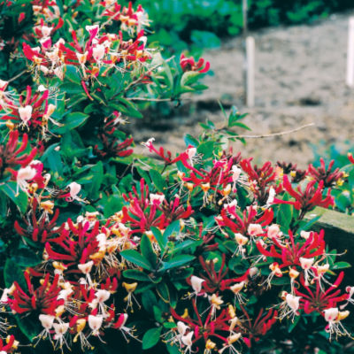 Wayside Gardens Lonicera periclymenum 'Serotina Florida'