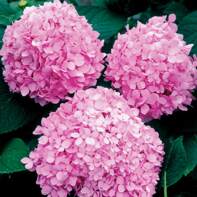 Hydrangea Endless Summer