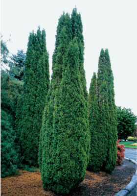 Thuja Degroot's Spire