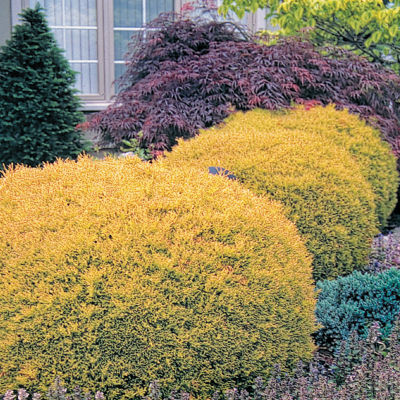 Thuja Occidentalis Rheingold