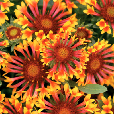 Gaillardia 'Fanfare' PP#15,892: Single 1�- to 2-inch blooms of yellow and orange with trumpet-shaped petals surrounding a large central cone on plants 14 inches high, 18 inches wide.