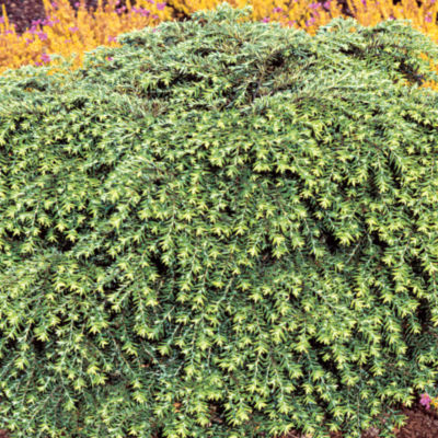 Tsuga canadensis 'Jeddeloah': Jeddeloah is dwarf Conifer with weeping tips, arching branches, and mid-green foliage on 2-foot by 3-foot shrub