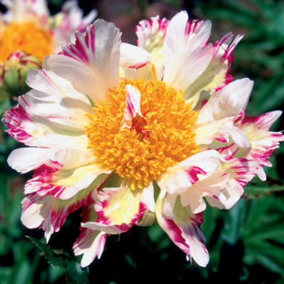 Paeonia 'Crazy Daisy'