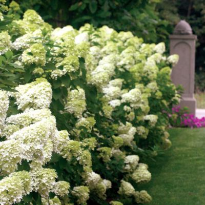 Hydrangea  Limelight<REG> PP#12,874: 8-inch domed flowerheads open green, then turn white, pink, and finally rose on 6- to 8-foot shrub. Fall foliage is bright red.