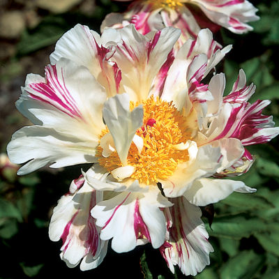 Paeonia 'Cherry Twist'