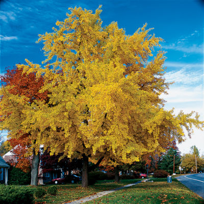 Ginkgo Biloba Autumn Gold