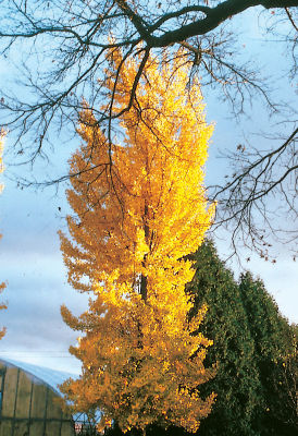 Ginkgo Biloba Princeton Sentry