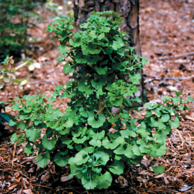 Ginkgo Biloba Spring Grove