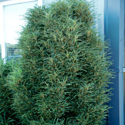 A narrow, upright tree with fern-like foliage, 6 feet tall and 2 feet wide.