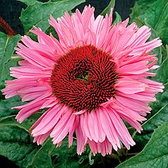 Echinacea 'Fancy Frills' PP#17,209: Semi-double blooms 4 to 5 inches wide with a large brown central cone and 2 to 3 rows of soft pink petals on plants 30 inches high and wide.